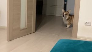 РЕАКЦИЯ СОБАК НА ВОЙ ВОЛКА! Сэдди в ШОКЕ