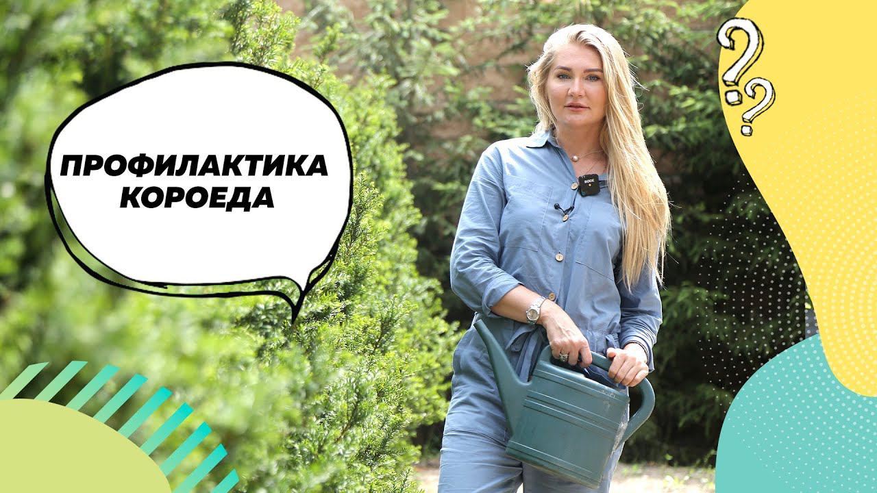 #ландшафтныйдизайн Хвойные деревья | Короед. Профилактика короеда | Живая изгородь