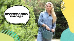 #ландшафтныйдизайн Хвойные деревья | Короед. Профилактика короеда | Живая изгородь
