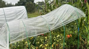 11-08-2024. Влог: Десперадо 👍, стригу томаты, картофель, виноград