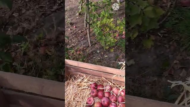 #яблокиназиму# Как собрать и сохранить яблоки для зимнего хранения.