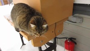 Коты зимой на даче.