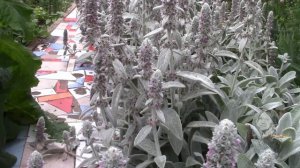 АХ ЭТИ ОВЕЧЬИ УШКИ! СТАХИС ВИЗАНТИЙСКИЙ САМО ОЧАРОВАНЬЕ! МНОГОЛЕТНИК ДЛЯ САДА!