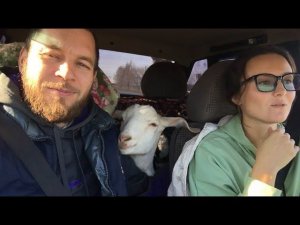 Увезли коз в новый дом. Получили ящик припасов на зиму. Первая дойка на ферме
