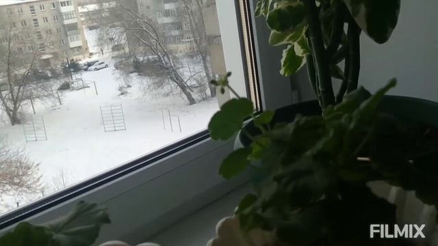 гранатовое деревце на подоконнике в Сибири смотреть онлайн