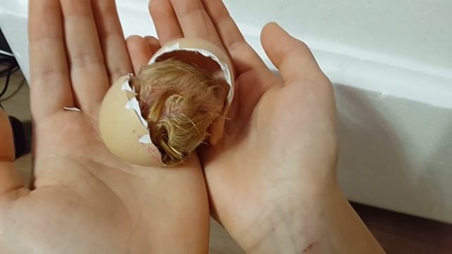 Чудо рождения! Вылупление цыпленка. Новорожденный цыпленок.
