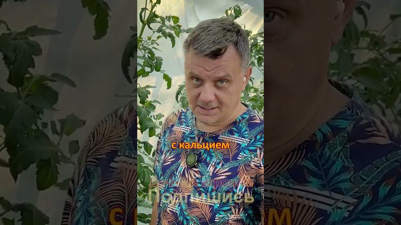 Вершинная гниль томатов КАК БОРОТЬСЯ