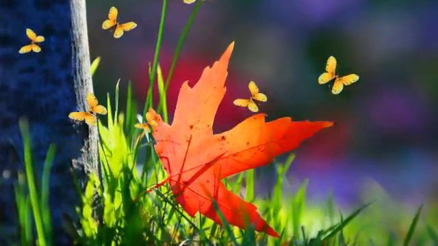 Осень (красивая музыка) смотреть онлайн