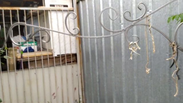 Обрезка плетистой розы после цветения. Как обрезать плетистую розу? смотреть онлайн