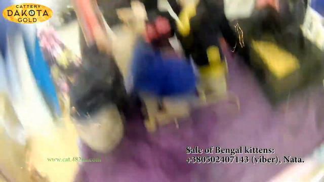 Dakota Gold, питомник бенгалов на выставке кошек, Харьков, декабрь, 2017, 10 смотреть онлайн