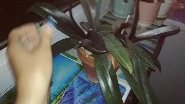 Paphiopedilum Black jack .Венерин башмачок смотреть онлайн