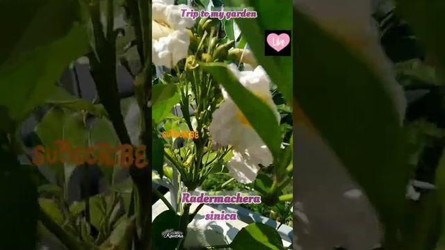 Radermachera sinica@Trip to my Garden смотреть онлайн