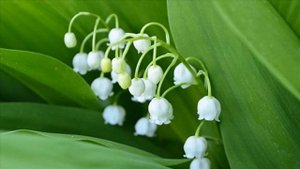 Ландыши. Красивые весенние цветы.