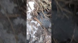 Проверка проходных капканов спустя три дня