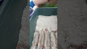 Как приготовить Щуку сухим посолом