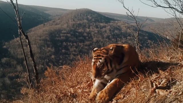 Хозяин тайги! смотреть онлайн