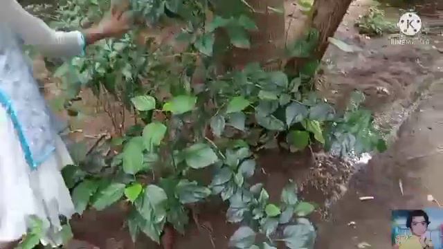 Garden tour part-2 || tour in tamil || Varshu times. смотреть онлайн