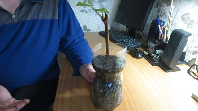 Укоренение винограда зимой