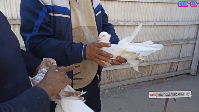 АНЖАНИСКИЙ КАБУТАРЛАР ANDIJAN PIGEONS TOMOSHA UCHUN АНДИЖАНИСКИЙ ГОЛУБИ ШАХРИХОН КАБУТАРЛАРИ