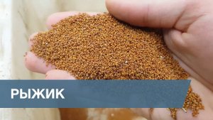 Сортировка Семян Рыжика Посевного / Sorting False Flax Seeds