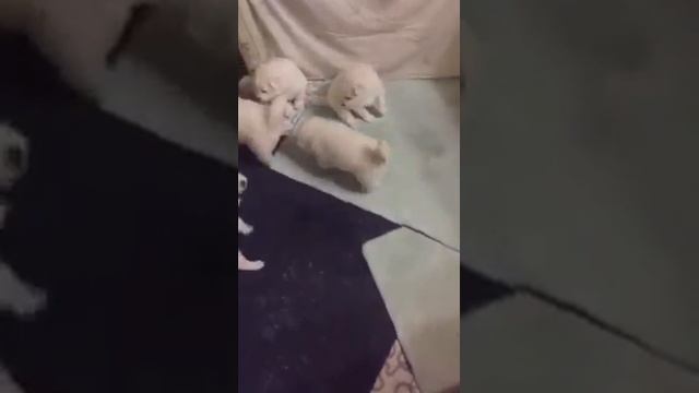 Детки Мэй. 22 дням смотреть онлайн