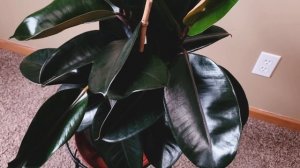 Ficus Elastica Burgundy or Melanie Part 001 | Plant Vlog 066