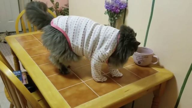 #кошкивдоме #смешныекоты Ночной дожор. Как бы не похудеть.🤣🐈 смотреть онлайн