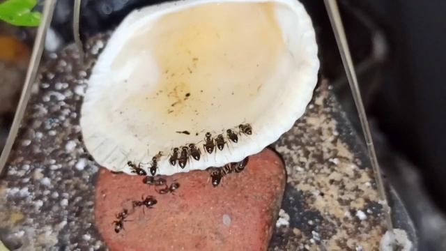 ЧТО ОНИ ДЕЛАЮТ? Муравьиная ферма/ мега колония lasius niger. смотреть онлайн