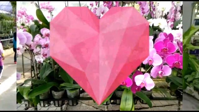 Visit to Taman Orkid, World of Phalaenopsis смотреть онлайн