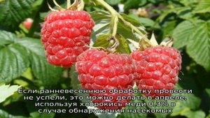 Сколько раз в жизни плодоносит малина