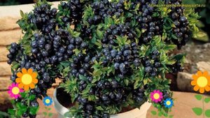 Голубика садовая Голдтраубе. Краткий обзор, описание характеристик vaccinium corymbosum Goldtraube