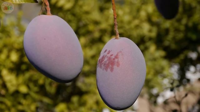 A for apple | अ से अनार | abcd | phonics song | a for apple b for ball c for cat | abcd song | abcd смотреть онлайн