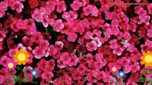 Аубриета дельтовидная флорадо блю блаш биколор. Краткий обзор