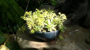 Садовые суккуленты. Седум и очиток. Высаживаем в бетонные кашпо.