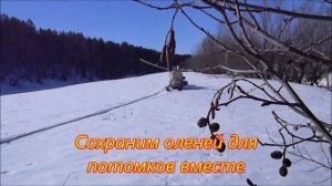 Лесной олень.mp4