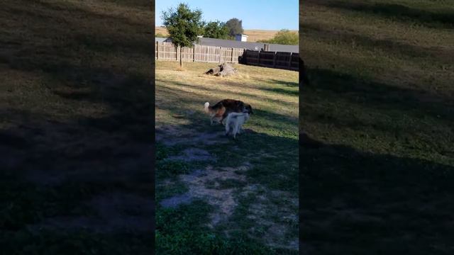 Oscar and Briar playing 7/11/16