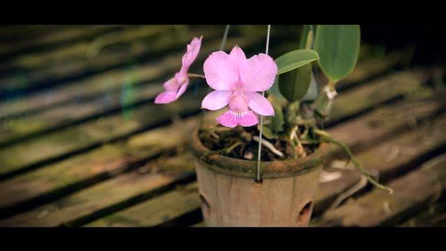 Cattleya walkeriana vinicolor "Transcendental" TE смотреть онлайн
