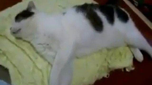 Коту приснилось что он лошадь смотреть онлайн