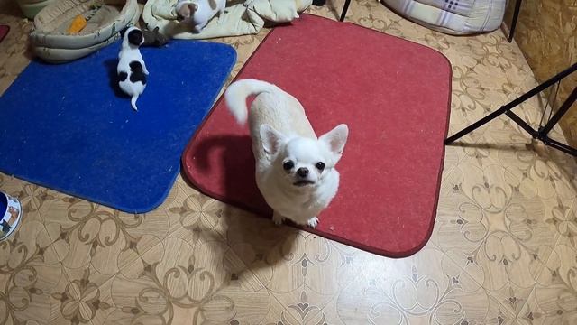 ПРОДАЮ чихуахуа МИНИ / ПРОДАЮ шапочки для ЧИХУА / Щенки ЧИХУАХУА купить в СПб /питомник МАРИ МИСТИК