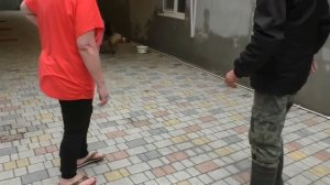 ШИКАРНЫЙ. Длинношерстная НЕМЕЦКАЯ ОВЧАРКА. Classy long-haired German shepherd dog. Одесса.