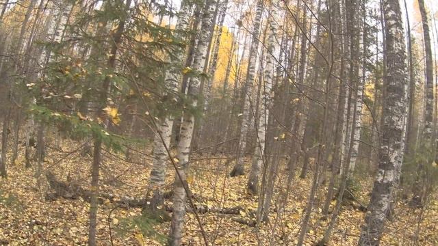 Охота с лайками. смотреть онлайн