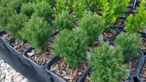 Туя западная Тедди