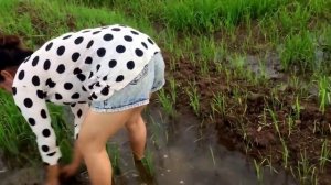 Девушка в горошек ловит рыбу руками на рисовом поле