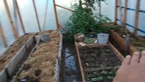 Высокие грядки в теплице вода в проходах