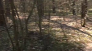 Ищу муравьев в диком лесу! | поймал лесных муравьев | в поисках маток