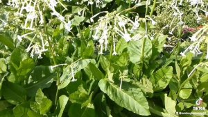 Душистый табак. Волшебный аромат!