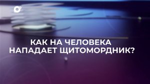 Знай свой край / Щитомордник