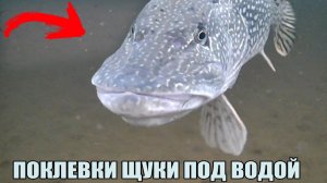 Зимняя рыбалка. ВОТ КАК КЛЮЁТ ГИГАНТСКАЯ ЩУКА под водой! Атаки щук. Подводная съёмка