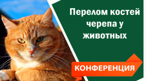 Перелом костей черепа у животных