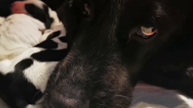 У Норы родились щенки❤️щенки русского спаниеля